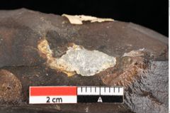 Foto (Detailsansicht) von Plantae indet. (NHMW-GEO-2024-0188-0819a)